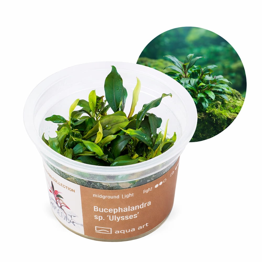 Bucephalandra sp. ’Ulysses’ In Vitro Kubek.jpg